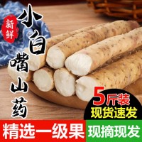 小白嘴山药，铁棍山药，双棒山药，产地直供，可水洗加工分拣包装