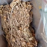 开伞茶树菇 三号开伞菇 茶树菇，开伞菇 菜菇包邮