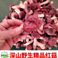 【热卖】新货野生红菇干货深山红蘑菇月子菇蕾产地净重发货包邮
