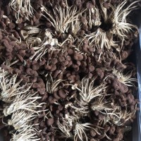 广昌5号茶树菇  茶树菇2024新菇五号菇茶树菇不开伞茶树菇
