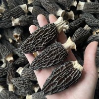 【一斤起批】新货精选头茬羊肚菌干货一手货源质量保证产地直批