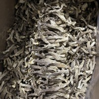 鹿茸菇、福建古田、场地直销、一手货源、精品场地直销各种规格￼