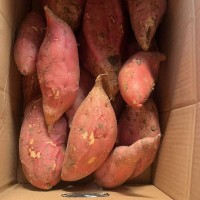 【诚信商家】烟薯25蜜薯 产地批发 品种齐全 供应市场电商